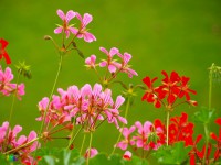 /album/fleursetplantesfleuries/nature-au-printemps-56-jpg/